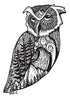 West Coast Owl